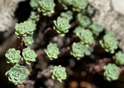 NARM Active Coaching Groups with Karima (December 11th)